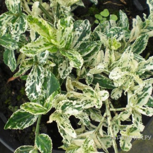 Бересклет Форчуна Арлекин