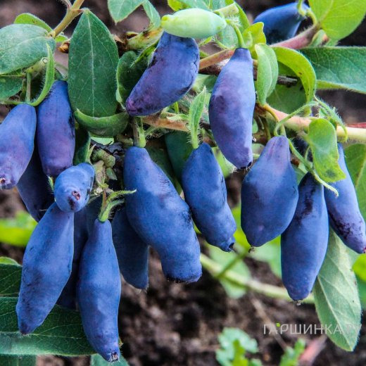 Жимолость Восторг