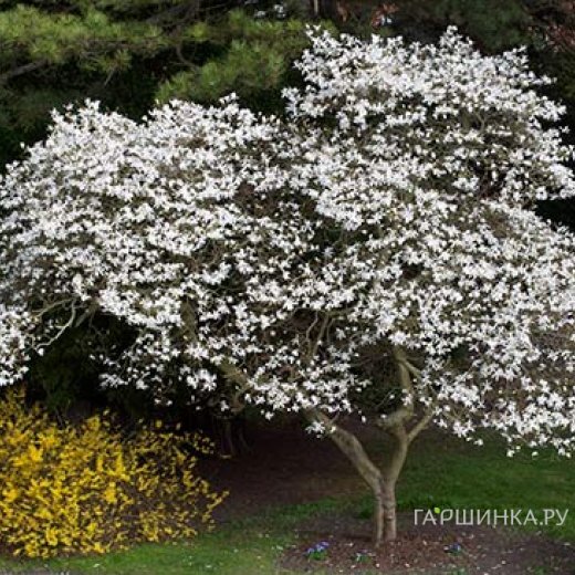 Магнолия кобус