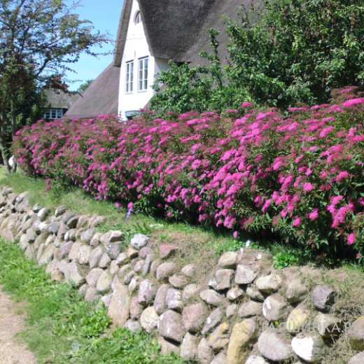 Спирея Неон Флэш