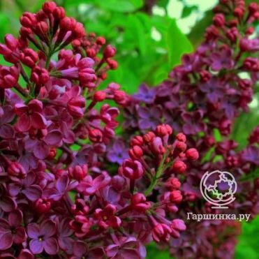 Сирень Знамя Ленина