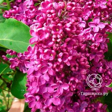 Сирень Сара Сэндс