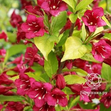 Вейгела Олимпиада