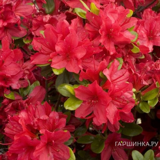 Рододендрон якушиманский Нино Кримсон