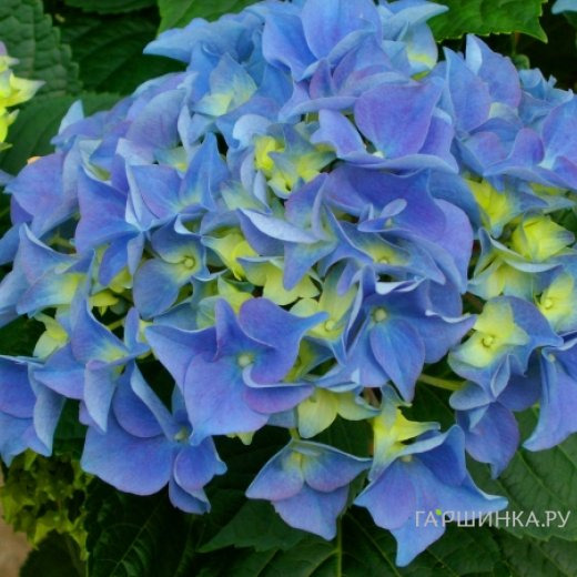 Гортензия Эрли Блу крупнолистная (макрофила)