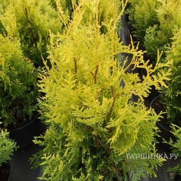 Туя западная Голден Брабант