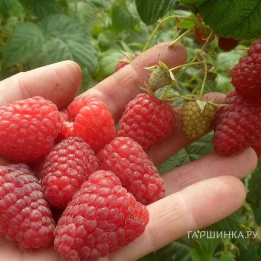 Малина Зюгана ремонтантная красная