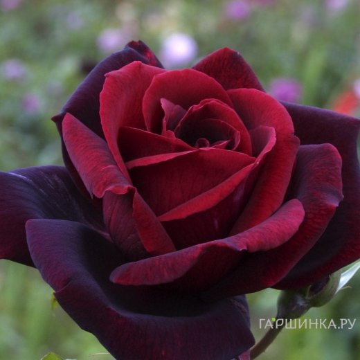 Роза Папа Мейян, Мейян (лиц)