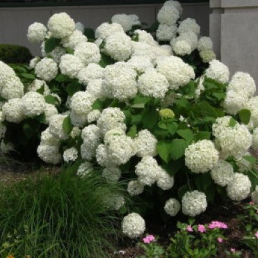 Гортензия Анабель древовидная