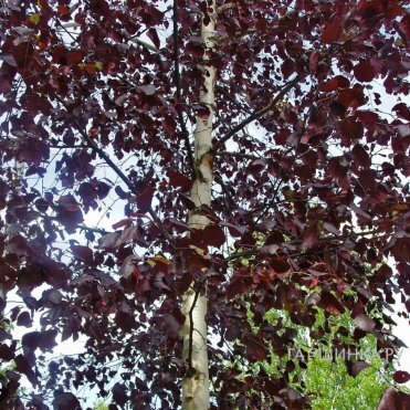 Береза повислая Роял Фрост