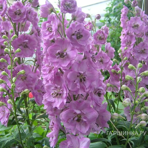 Дельфиниум Пацифик Астолат