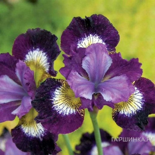 Ирис сибирский Контраст ин Стайлс