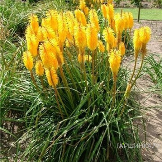 Книфофия Санингдэйл Елоу