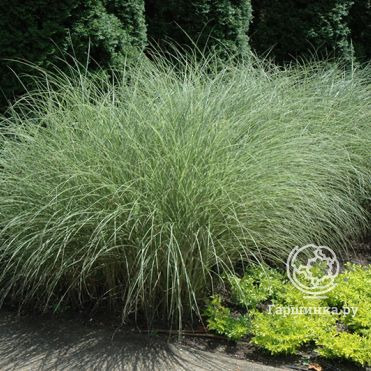 Мискантус Монинг Лайт