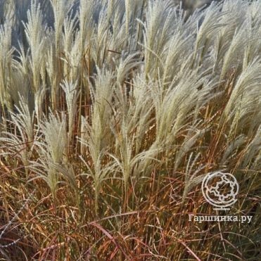 Мискантус Пурпурасценс