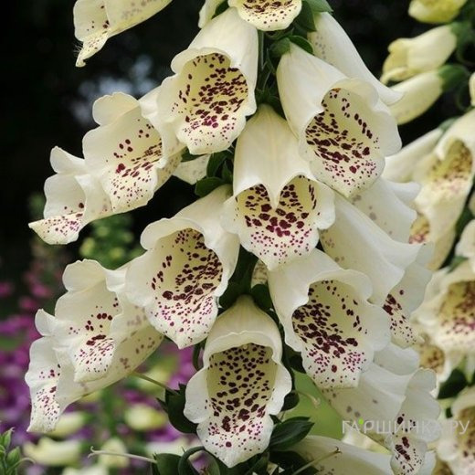 Наперстянка Виртуозо Крем