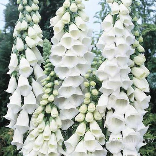 Наперстянка Виртуозо Уайт