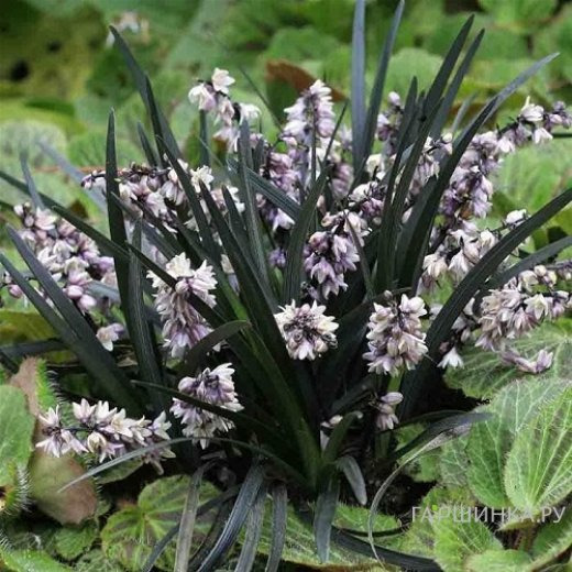 Офиопогон/Ландышник плоскострелый Нигер