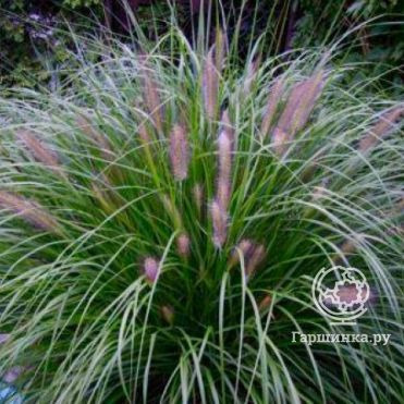 Пеннисетум Ред Хэд
