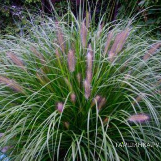 Пеннисетум Ред Хэд