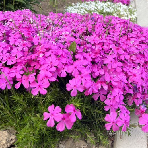 Флокс шиловидный МакДэниэлс Кьюшн