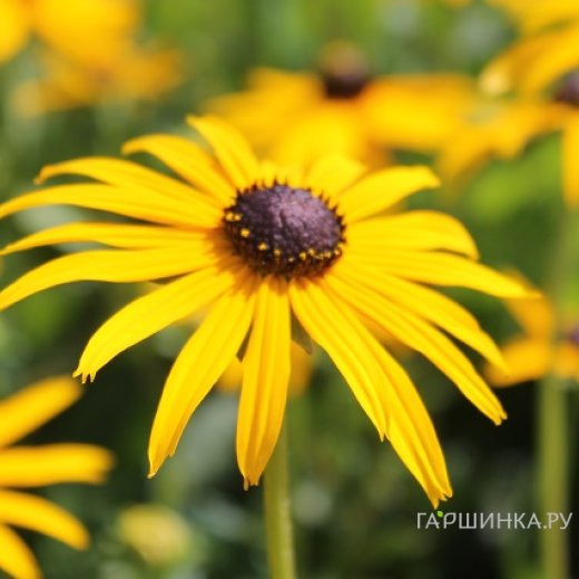 Рудбекия блестящая Гольдштурм