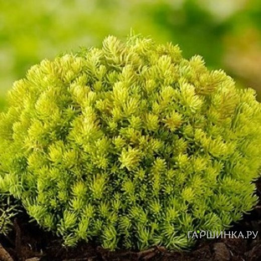 Очиток (седум) отогнутый Лемон Бол