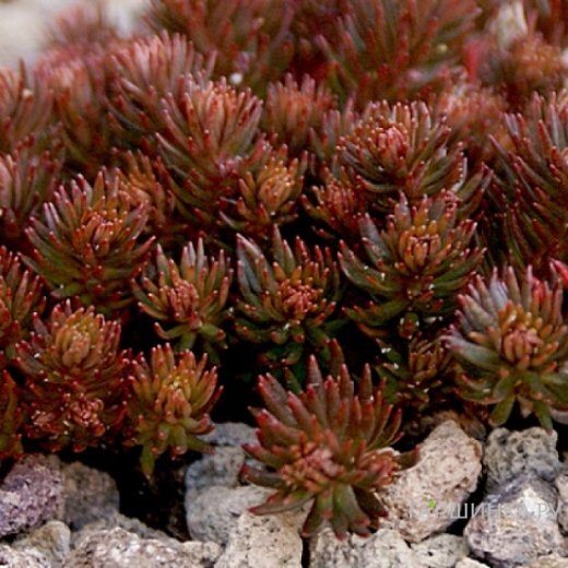 Очиток (седум) отогнутый Шоколад Бол