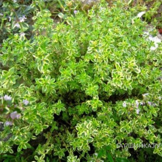 Тимьян Мистик Лемон