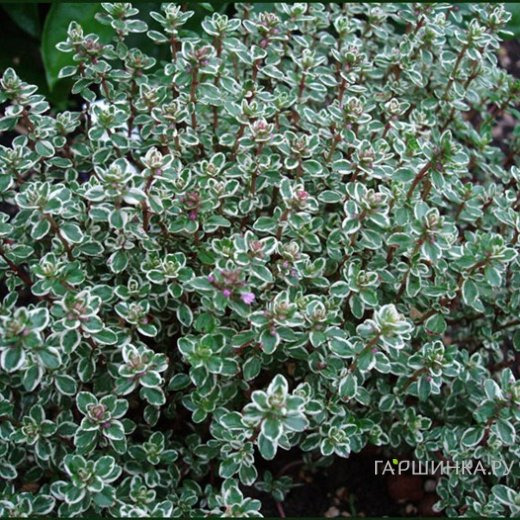 Тимьян лимоннопахнущий Сильвер Куин