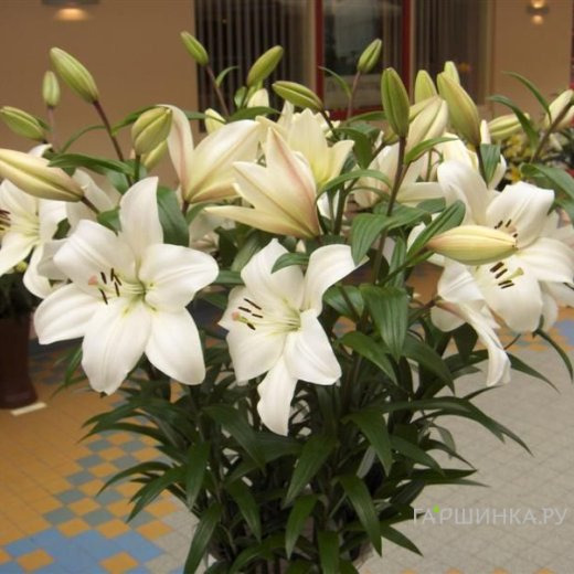 Лилия Литоувен ЛА-гибрид белая