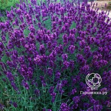 Лаванда Хидкот Блю