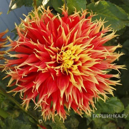 Георгина Шоу Эн Телл (МАКСИ) бахромчатая