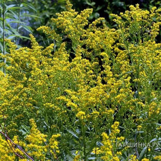 Золотарник (солидаго) гибридный Страхленкрон