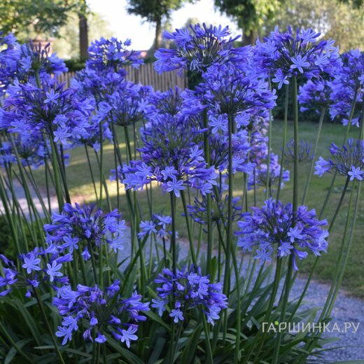 Агапантус Д-р Брауэр