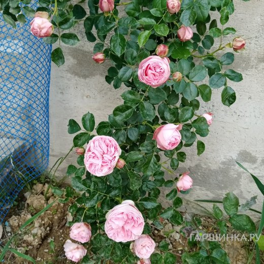 Роза Альков плетистая, Imperial Rose