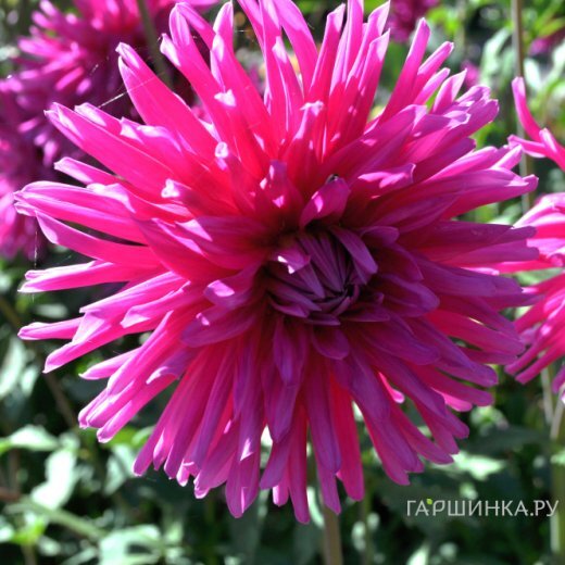 Георгина Пурпл Джем кактусовая