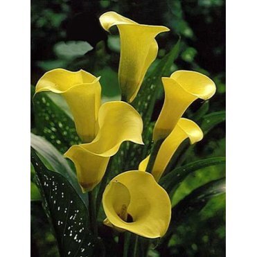 Калла Блэк Мэджик