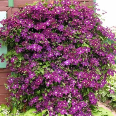 Клематис Варшавска Найк крупноцветковый (2)