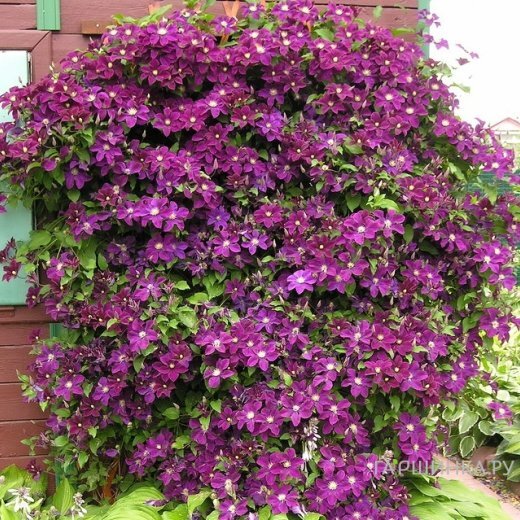 Клематис Варшавска Найк крупноцветковый (2)