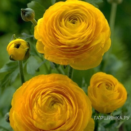 Ранункулюс Еллоу 10шт.