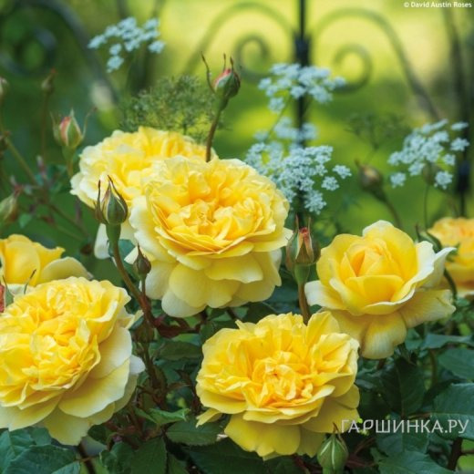 Роза Зе Поэтс Вайф, Д.Остин кустарниковая (лиц)