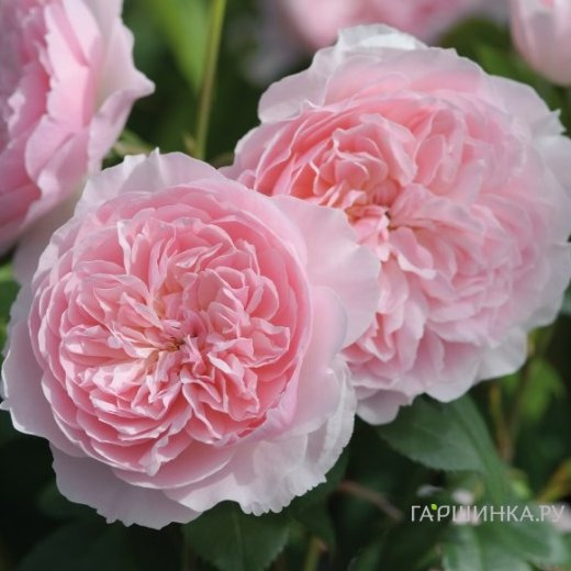 Роза Висли 2008, Д.Остин кустарниковая (лиц)