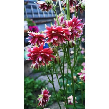 Аквилегия Нора Барлоу