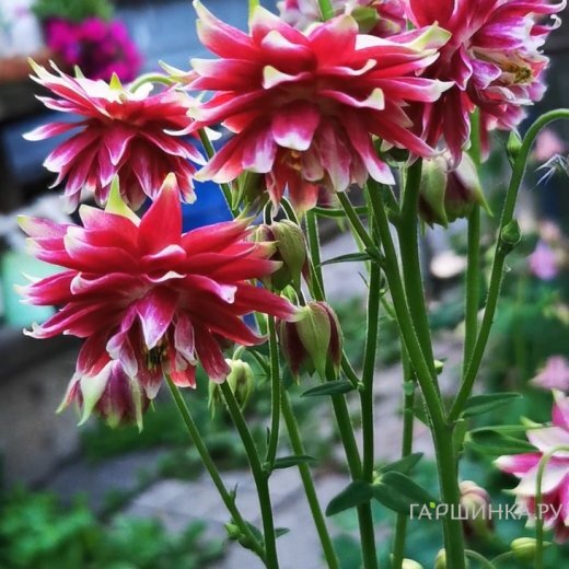 Аквилегия Нора Барлоу