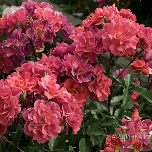 Роза Селебрейшен Тайм/Синко Де Майо, Викс (лиц)