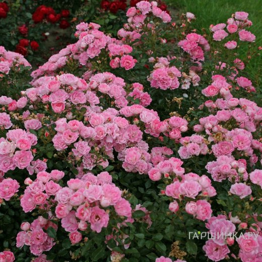 Роза Флирт, Кордес (лиц)