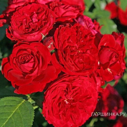 Роза Роткапчен флорибунда, Кордес (лиц)