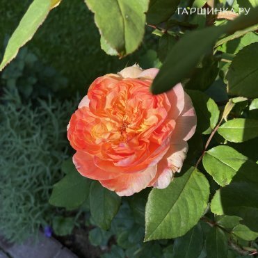 Роза Папи Дельбар, Дельбар (лиц)