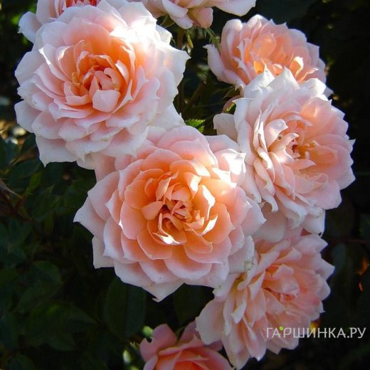 Роза Флауэ Пауэ, Фрайер (лиц)